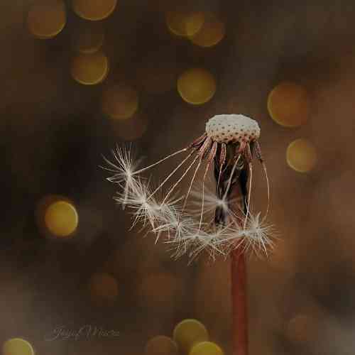 دیجی سجاد و سایا شب جمعه 2